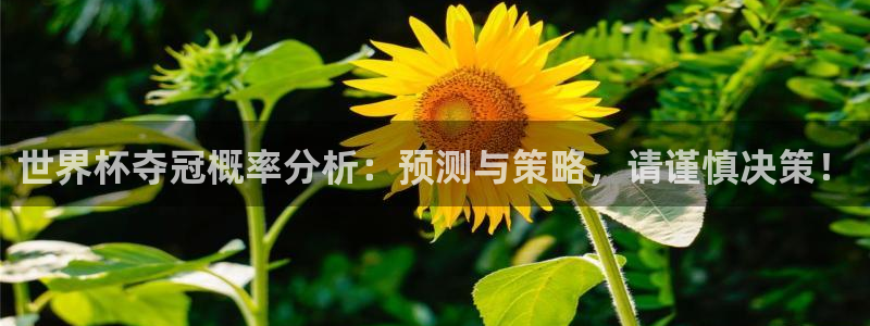 2026 世界杯：世界杯夺冠概率分析：预测与策略，请谨慎决策！